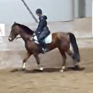 Anden særlig race Michelangelo (tidligere lånehest)