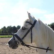 Anden særlig race Cedric vasseur