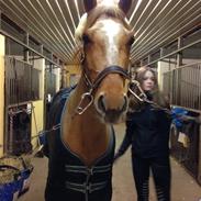 DSP Nørlunds el montana