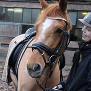 DSP Nørlunds el montana