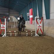 Irsk Hunter Chapman de la cruz