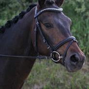 Dansk Varmblod Phønix Ferro