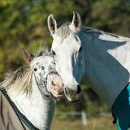 Dansk Varmblod Lykkesborgs Rhode Island