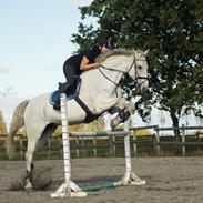 Dansk Varmblod Lykkesborgs Rhode Island