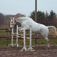 Dansk Varmblod Lykkesborgs Rhode Island