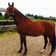 Anden særlig race Lukas.