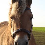 Fjordhest Lindelys Freja (Pony)