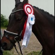 Arabisk fuldblod (OX) Egelys Alija ( OX 3925 )