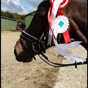 Arabisk fuldblod (OX) Egelys Alija ( OX 3925 )