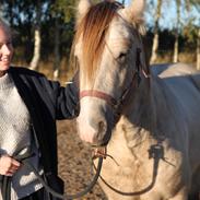 Irish Cob Nydals Sir Winston