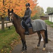 Belgisk Sportspony Wunder