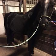 Barockpferd Blue Heart Armanie