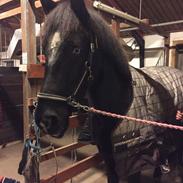 Barockpferd Blue Heart Armanie