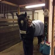 Barockpferd Blue Heart Armanie