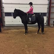 Barockpferd Blue Heart Armanie