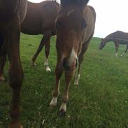 Knabstrupper Aastrupgaard's Hjalte