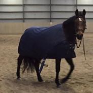 Anden særlig race Safir