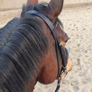 Anden særlig race Safir