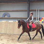 Anden særlig race Safir