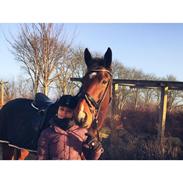 Oldenborg Bakkegårdens charlie