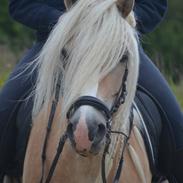 Haflinger Lara