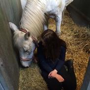 Anden særlig race Filur *HIMMELHEST*