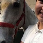 Anden særlig race Filur *HIMMELHEST*