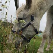 Anden særlig race Filur *HIMMELHEST*