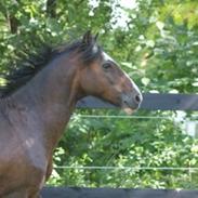 Hackney Veldhoek john