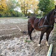 Hackney Veldhoek john