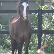 Hackney Veldhoek john