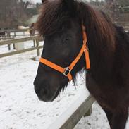 Islænder Kolka  fra Vinkærgård