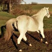 Welsh Pony (sec B) Ariel