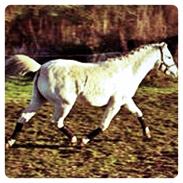 Welsh Pony (sec B) Ariel