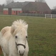Welsh Pony (sec B) Ariel