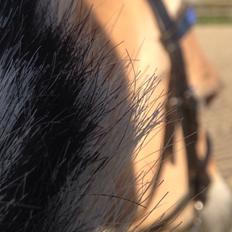 Fjordhest Silas Stanstorp - Min Elskede Bamse