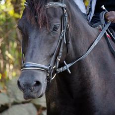 New Forest Hallinds Kaiser