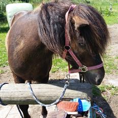 Islænder Vinur fra Dejbjerg 
