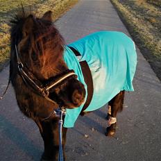 Shetlænder Ædellunds Tilde