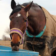Anden særlig race Vilsbæk Flicka (Himmelhest)