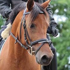 Anden særlig race Jenny