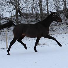 Hannoveraner Bielfire choice