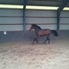 Hannoveraner Bielfire choice