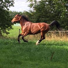Anden særlig race Anton Årup