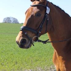 Anden særlig race Anton Årup