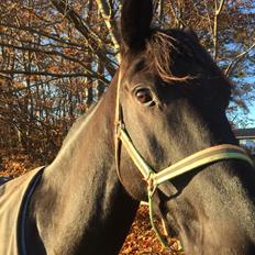 Oldenborg Balder