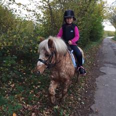 Anden særlig race Timon 