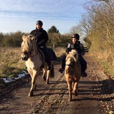 Anden særlig race Timon 