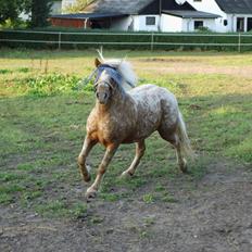 Anden særlig race Timon 