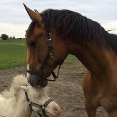 Anden særlig race Marcel Regal